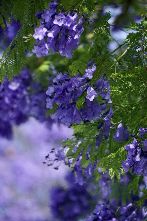 Jacaranda blossoms in Pasadena