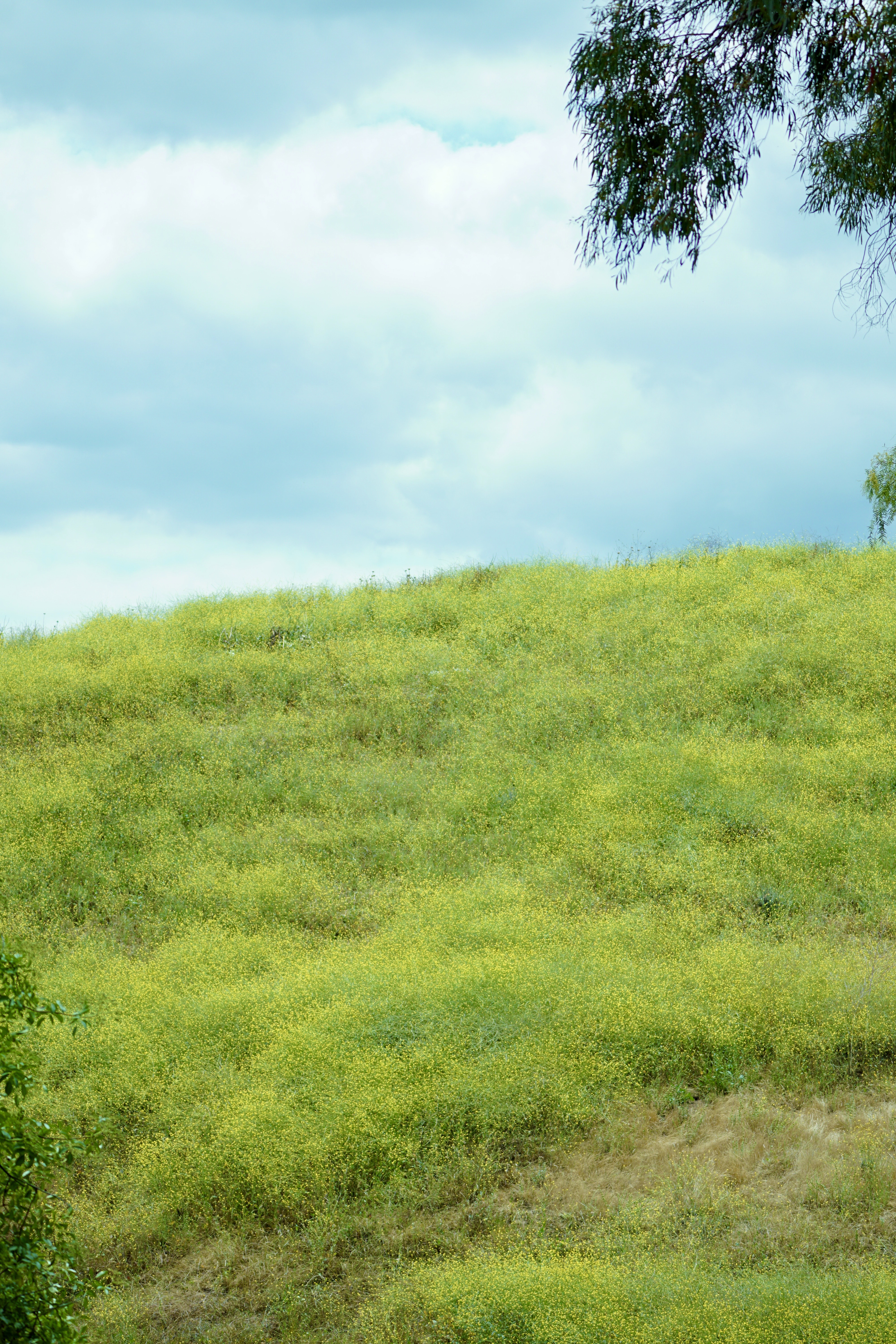 Chino Hill, April 2026